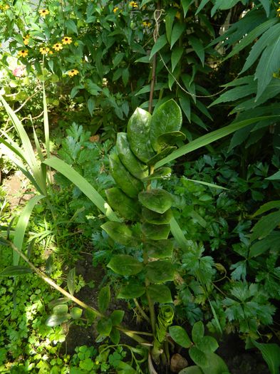 DSCN4167 - 2015_2_AUGUST