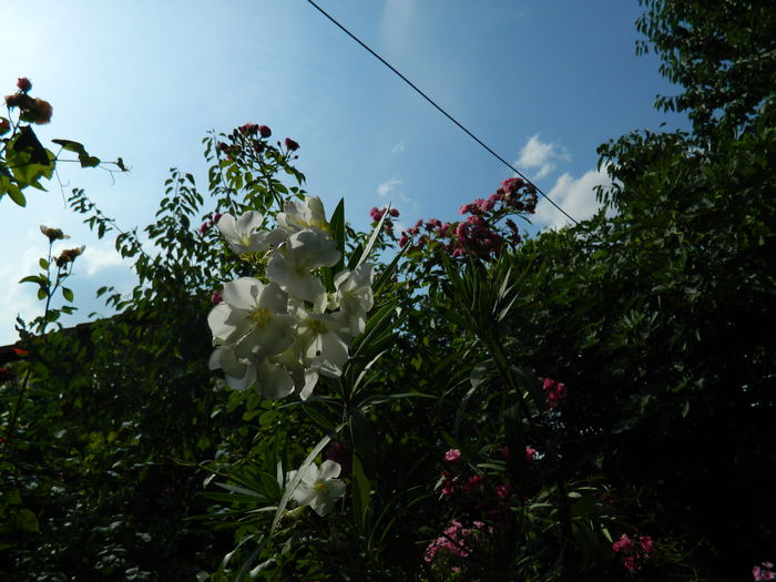 DSCN4170