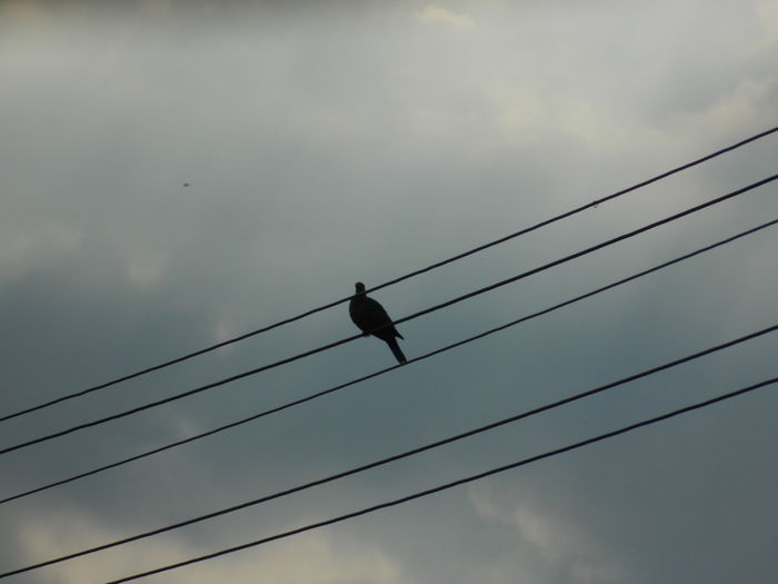 DSCN4179 - 2015_2_AUGUST