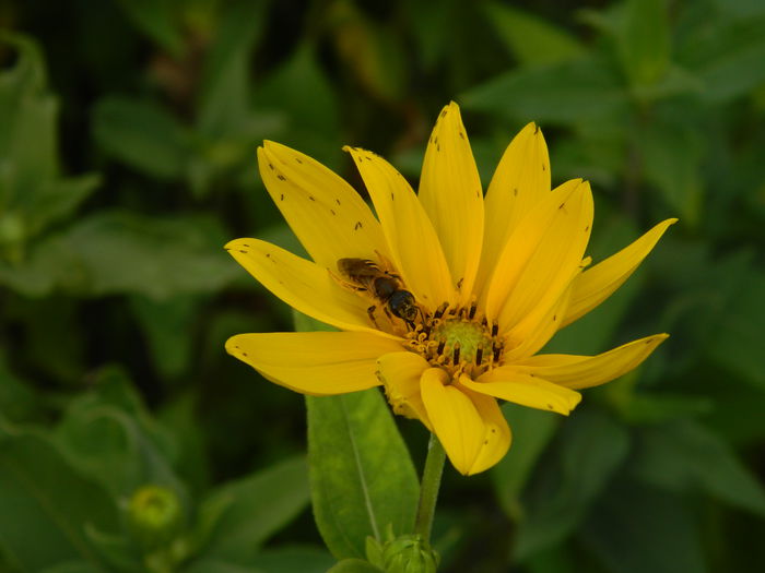 DSCN4191 - 2015_2_AUGUST