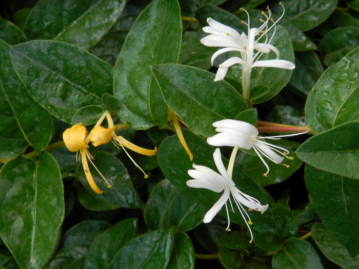 DSCN4195 - 2015_2_AUGUST