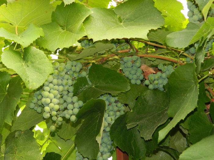 DSCN4202 - 2015_2_AUGUST