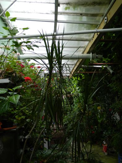 DSCN4206 - 2015_2_AUGUST