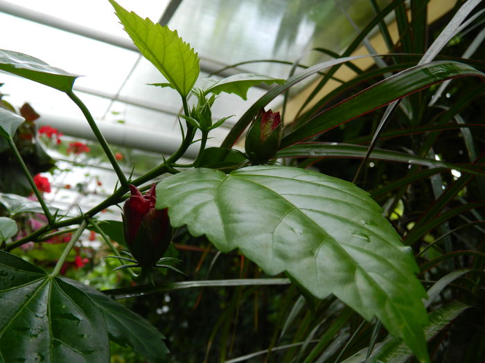 DSCN4207 - 2015_2_AUGUST