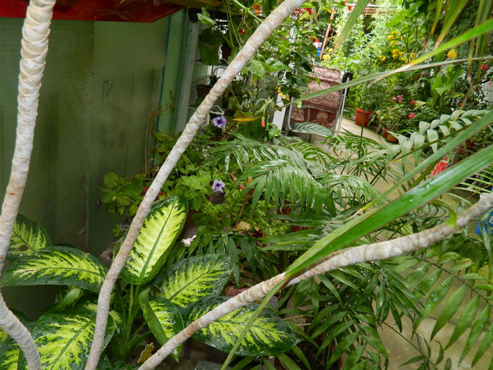 DSCN4209 - 2015_2_AUGUST