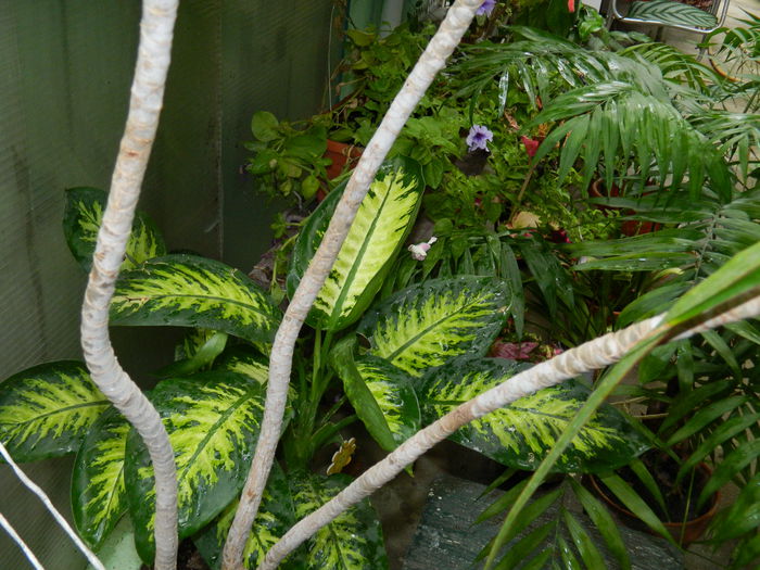 DSCN4210 - 2015_2_AUGUST