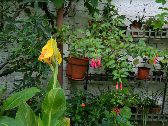 DSCN4214 - 2015_2_AUGUST