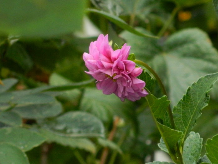 DSCN4227
