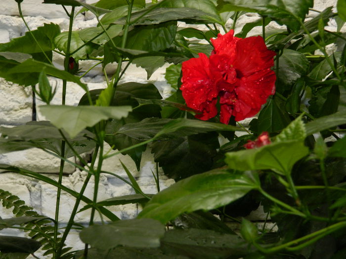 DSCN4243