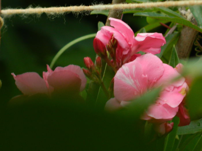 DSCN4247 - 2015_2_AUGUST