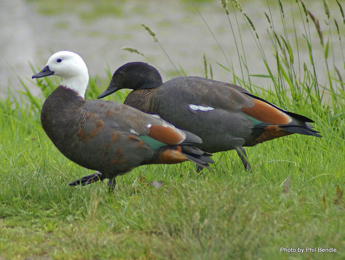 Pair_Paradise_ducks__Tadorna_variegata