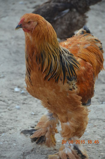 DSC_0178 - TINERET 2014