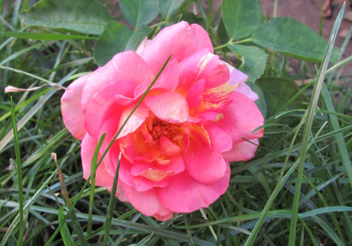 rose des cisterciens - 2015 trandafiri _VI