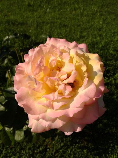 Fotografie0038 - AAAAA_R_TRANDAFIRI 2015_2017