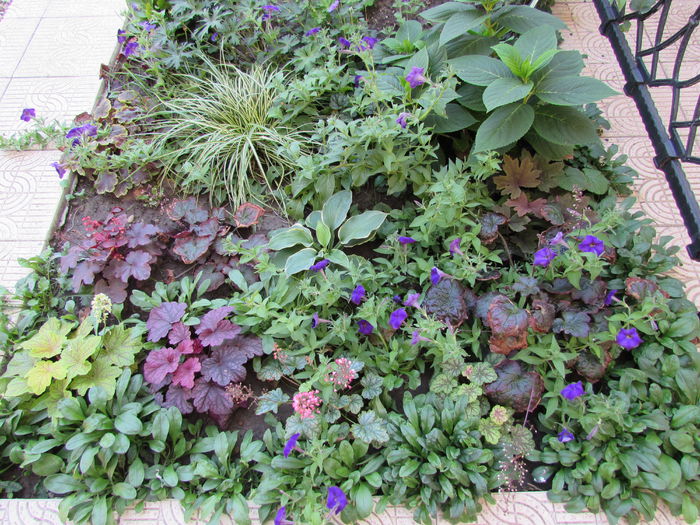 25 aug, zona de umbra - 2015 plantele mele - III
