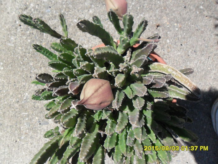 SAM_0814 - Cactusi si suculente 2015