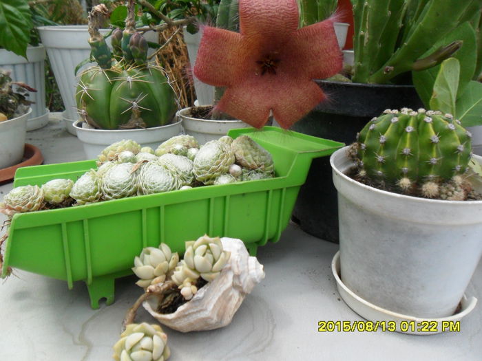 SAM_0883 - Cactusi si suculente 2015