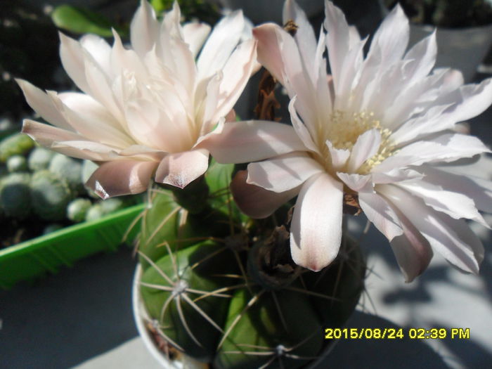 SAM_0942 - Cactusi si suculente 2015