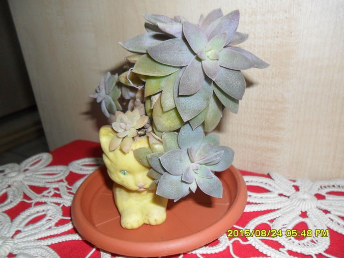 SAM_0951 - Cactusi si suculente 2015