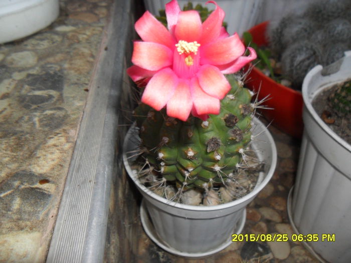 SAM_0954 - Cactusi si suculente 2015