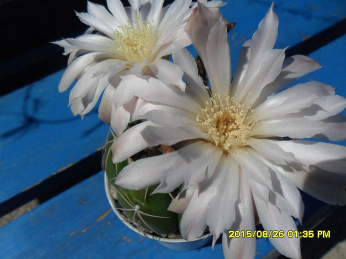 SAM_0973 - Cactusi si suculente 2015
