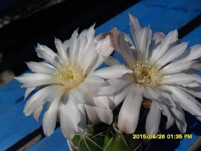 SAM_0974 - Cactusi si suculente 2015