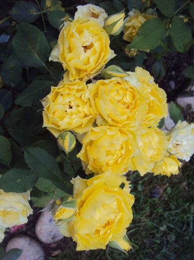DSC04566
