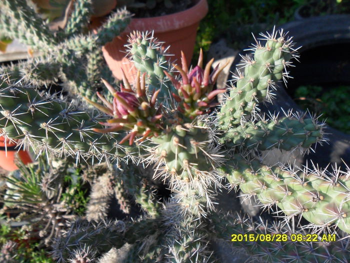 SAM_0993 - Cactusi si suculente 2015
