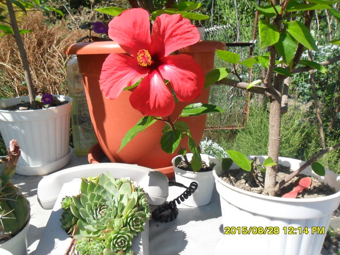 SAM_1003 - Cactusi si suculente 2015