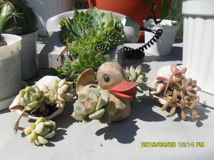 SAM_1004 - Cactusi si suculente 2015