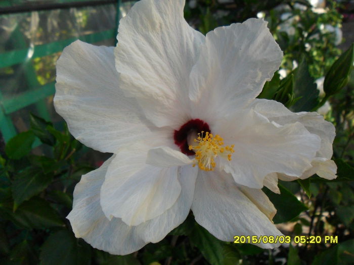 SAM_0817 - Hibiscusi 2015