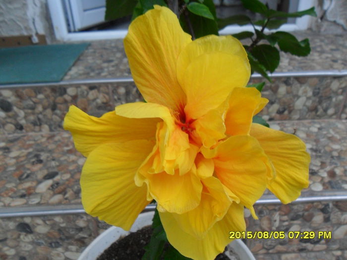 SAM_0860 - Hibiscusi 2015