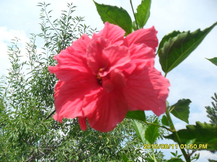 SAM_0873 - Hibiscusi 2015