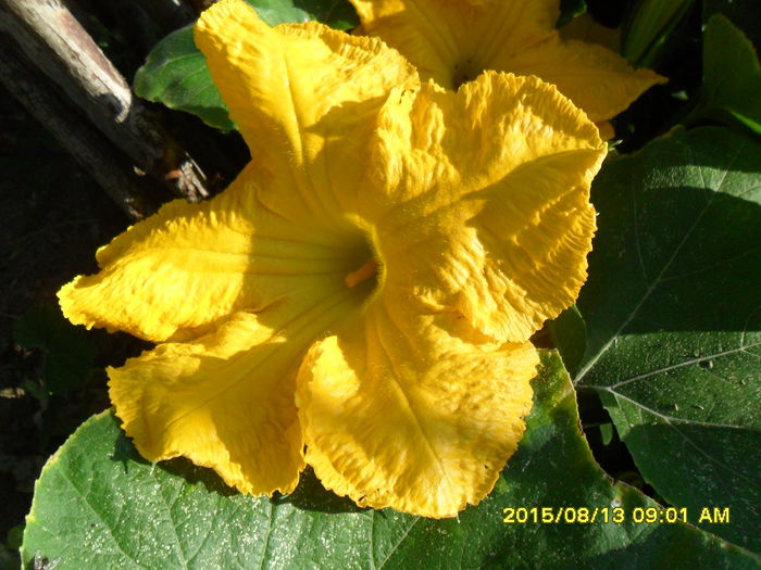 SAM_0879 - Hibiscusi 2015