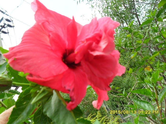 SAM_0880 - Hibiscusi 2015