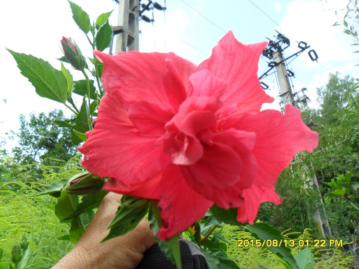 SAM_0881 - Hibiscusi 2015