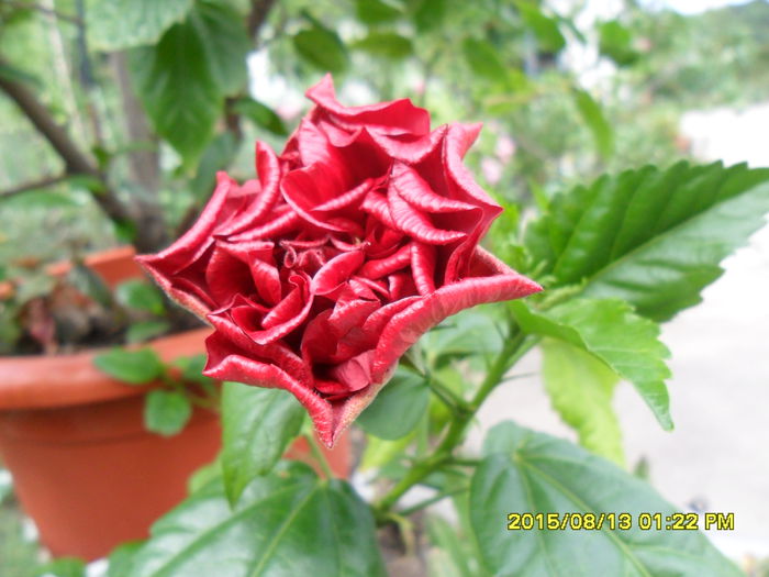 SAM_0882 - Hibiscusi 2015