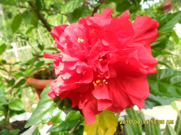 SAM_0902 - Hibiscusi 2015