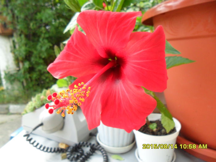 SAM_0903 - Hibiscusi 2015
