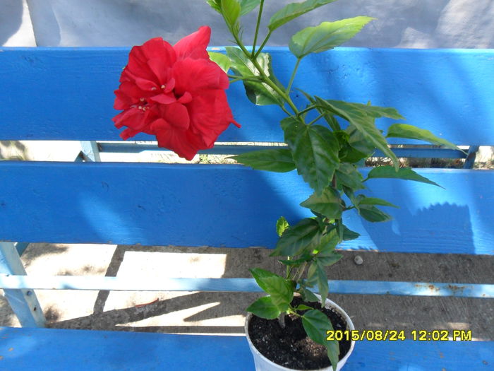 SAM_0934 - Hibiscusi 2015