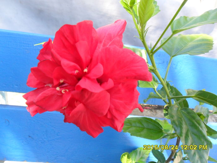 SAM_0935 - Hibiscusi 2015
