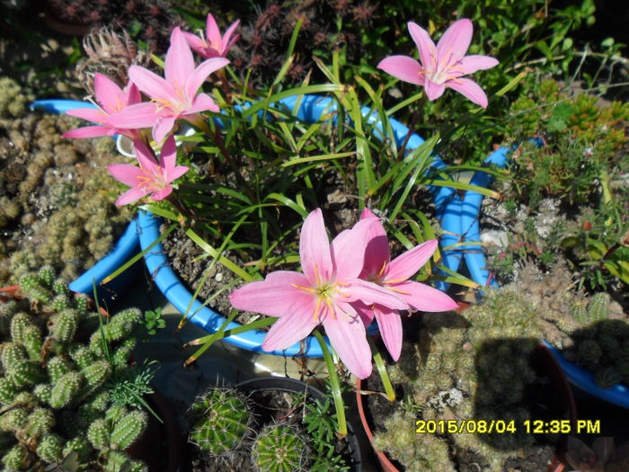 Zephyranthes minuta