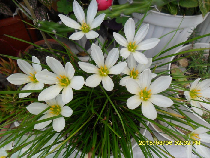 SAM_0863 - Zephyranthes