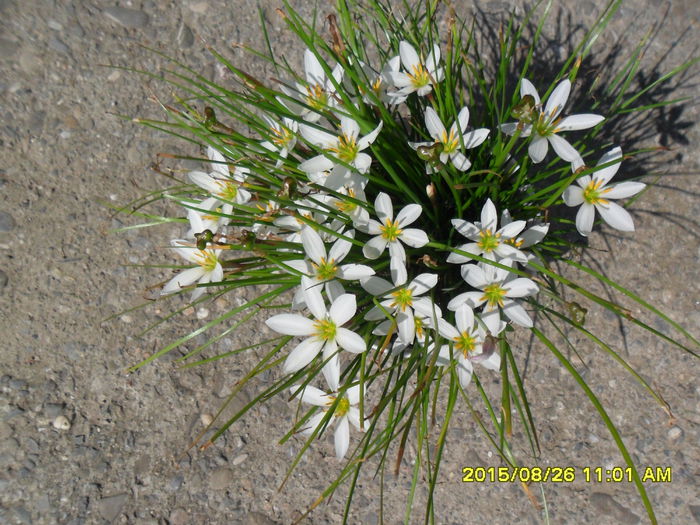 Zephyranthes candida - Zephyranthes