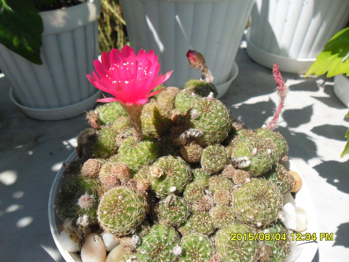 SAM_0825 - Copy - Serviciu 2015