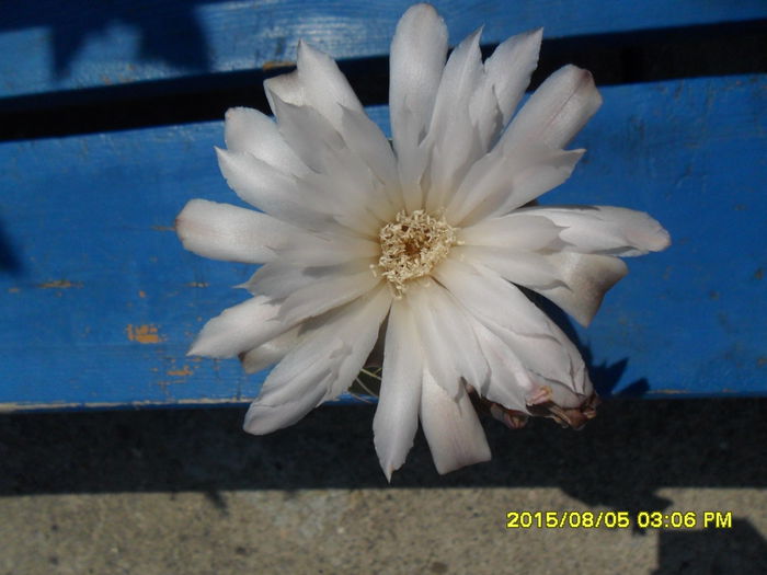 SAM_0855 - Copy - Serviciu 2015