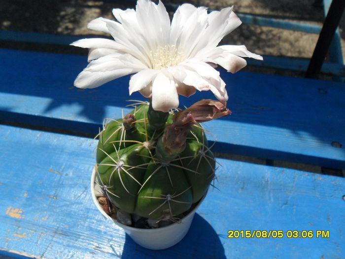 SAM_0856 - Copy - Serviciu 2015