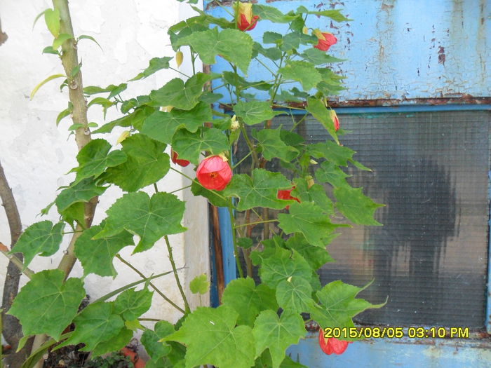 SAM_0859 - Copy - Serviciu 2015