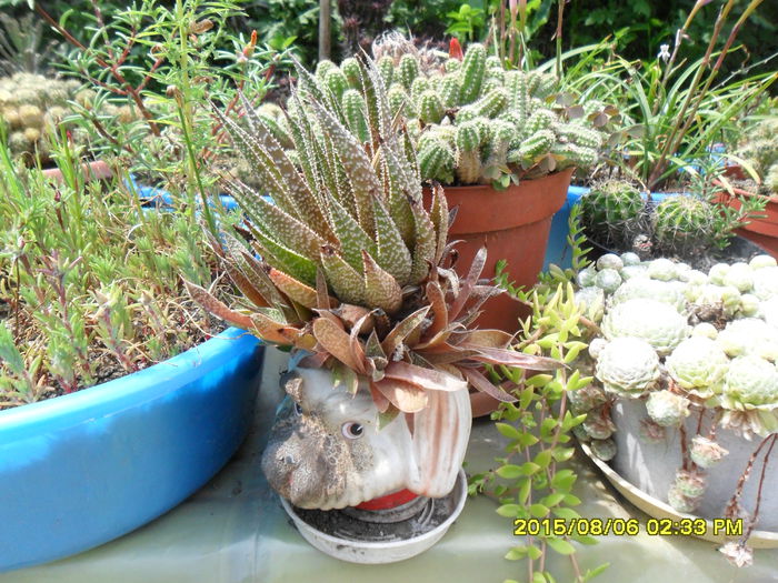 SAM_0865 - Copy - Serviciu 2015