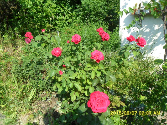 SAM_0866 - Copy - Serviciu 2015